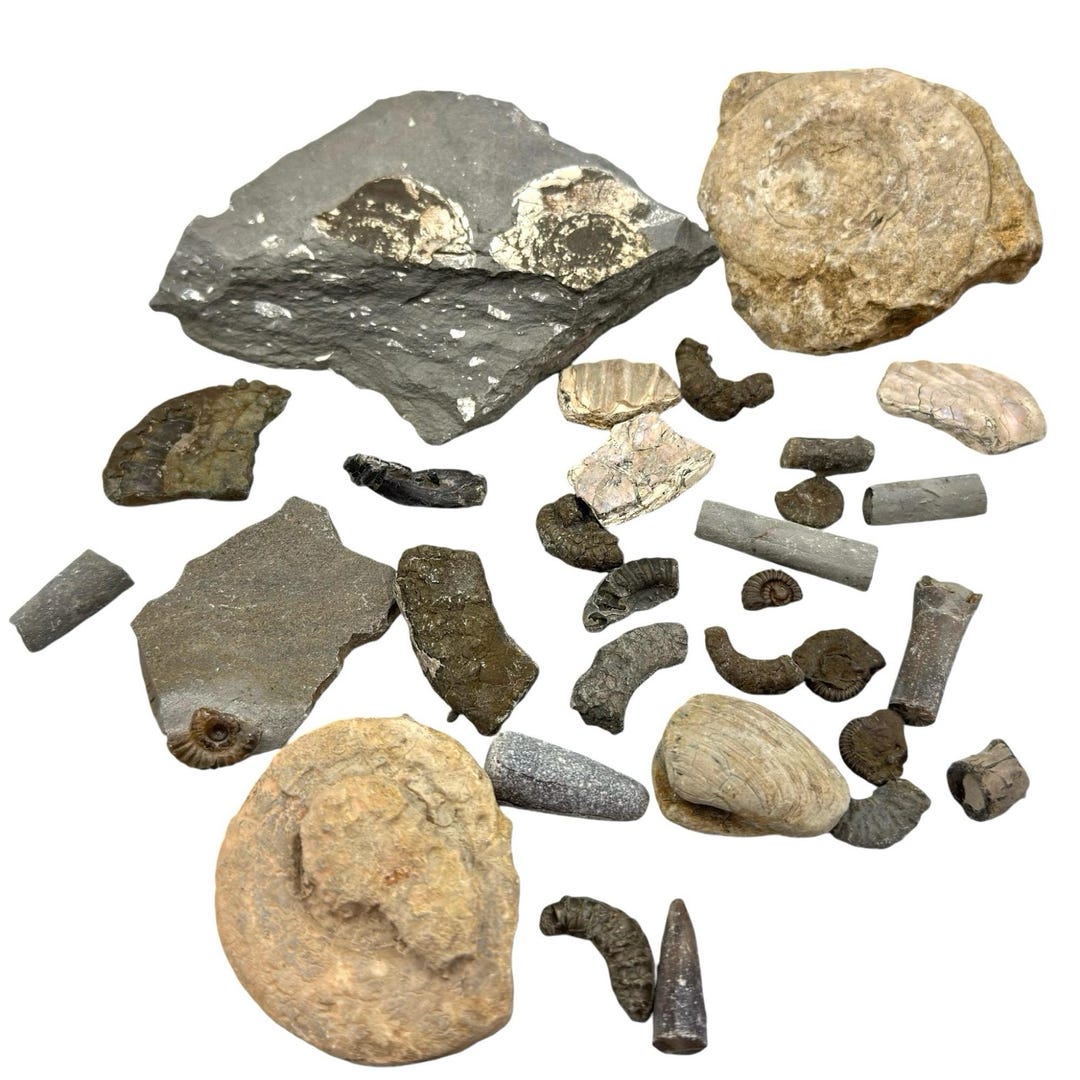 1kg Bulk Jurassic Coast 30 X Fossils Budget Mix Dorset and Somerset Lot