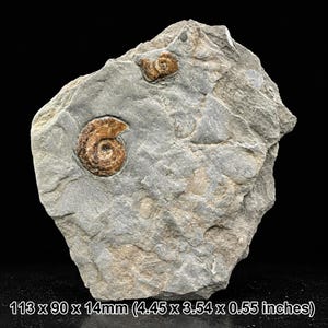 May include: A grey stone matrix containing two fossilized ammonites with brown, spiral-patterned shells. The specimen measures 4.45 x 3.54 x 0.55 inches, as indicated by the text at the bottom of the image, showcasing natural geological textures.
