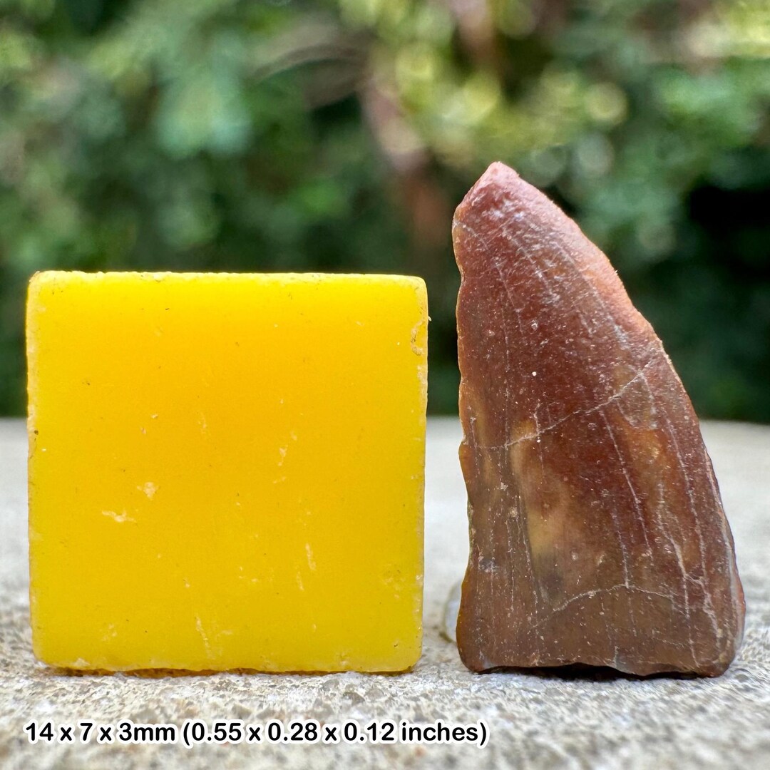 Authentic Kryptops Dinosaur Tooth Fossil - Abelisaurid | Elrhaz ...