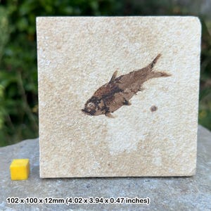 Knightia alta fossil fish in matrix – grade a eocene freshwater specimen – usa – authentic fossil with certificate of authenticity