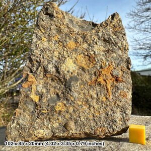 Fossile di stella marina ordoviciana (asteroidea) – formazione kataoua – Marocco – antica stella marina echinoderma – fossile autentico con certificato