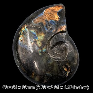 May include: A polished labradorite stone carved into a spiral ammonite shape, featuring dark grey tones with iridescent flashes of blue, gold, and orange. The stone measures 2.68 x 2.01 x 1.18 inches as indicated by the text at the bottom.