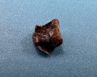 Edmontosaurus fossil tooth – cretaceous dinosaur tooth – lance creek formation, wyoming, usa – 100% genuine with certificate