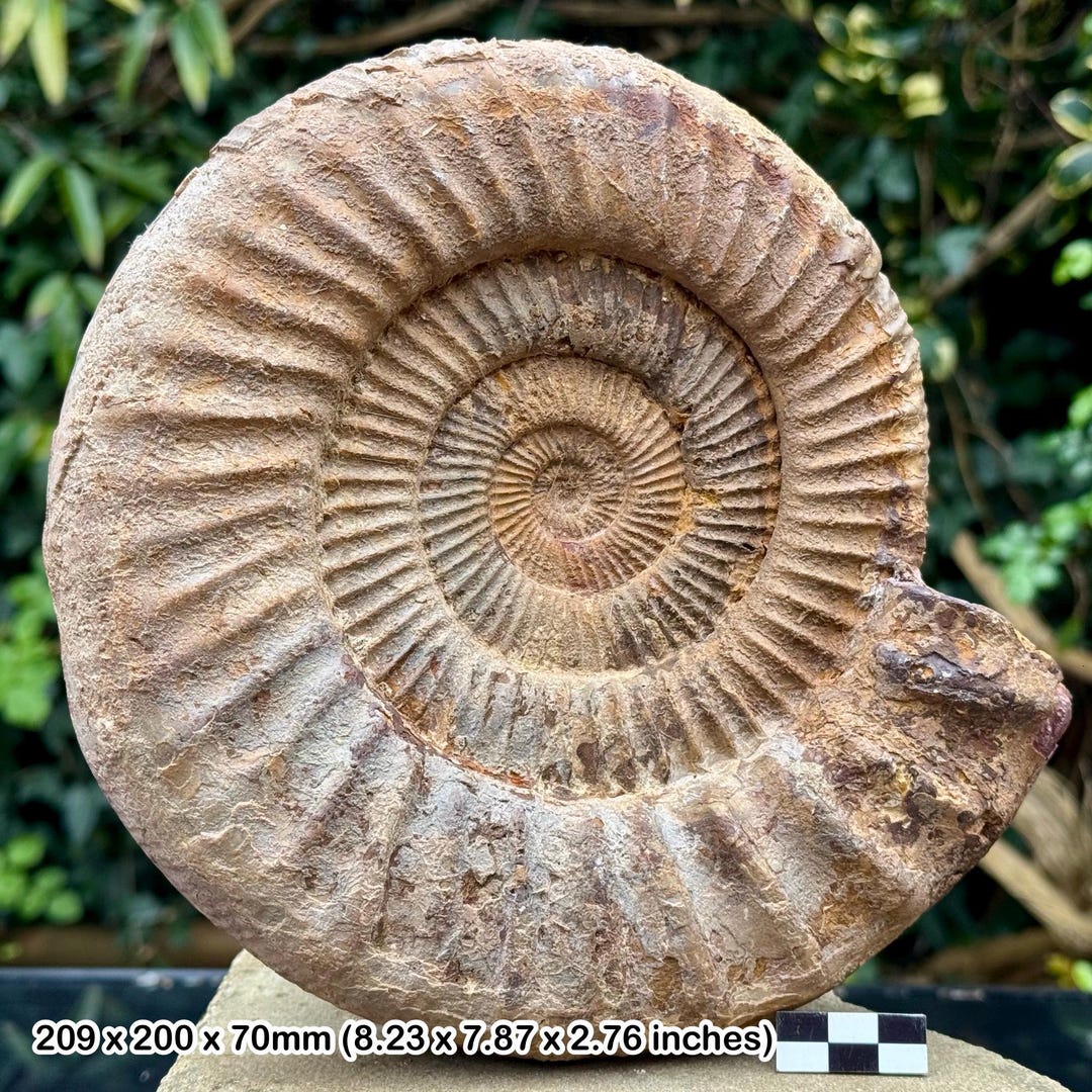 Rare Giant 8