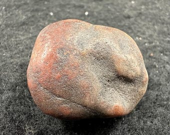Fossile gastrique de gastrolithe de dinosaure du Jurassique - formation de morrison, colorado etats-unis - spécimen authentique avec certificat