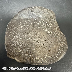 May include: A fossilized bone fragment, measuring 5.59 x 5.59 x 0.55 inches. The surface is a mottled gray and white, with a porous texture. The shape is irregular and rounded, with a dark edge.