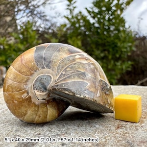 Fossilised nautilus, madagascar, cretaceous, genuine fossil