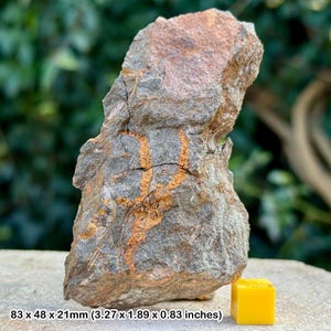 Fossil brittle stars (ophiura) - ordovician draa valley morocco - genuine specimen w/ coa