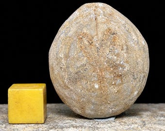 Dendraster echinoid fossil - miocene, indonesia - 100% genuine specimen with coa