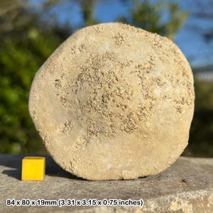 Puede incluir: Una roca grande, redonda, de color marrón claro con una superficie rugosa y texturizada. La roca mide aproximadamente 8,4 cm de diámetro y 1,9 cm de grosor.