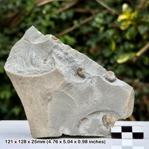 Könnte beinhalten: Graues Fossilgestein mit mehreren sichtbaren Ammonitenfossilien. Der Stein misst 121 x 128 x 25 mm. Die Fossilien sind von unterschiedlicher Größe und Farbe, einige scheinen gut erhalten zu sein. Der Stein hat eine raue, strukturierte Oberfläche.