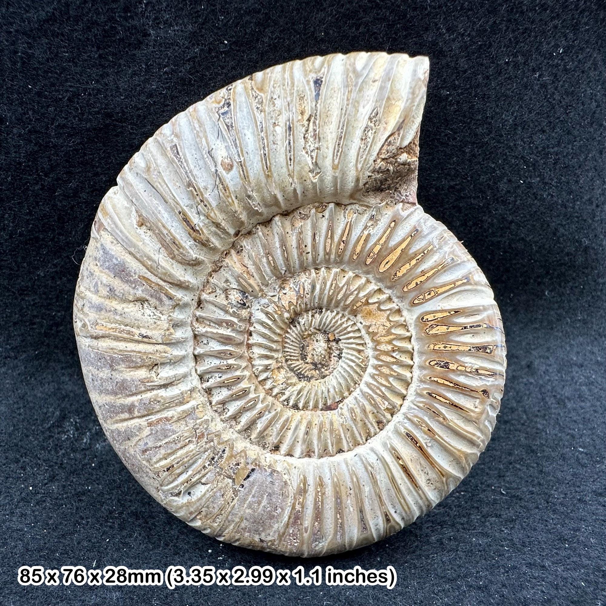 希少なペリスフィンクテスアンモナイトの化石、下部ジュラ紀