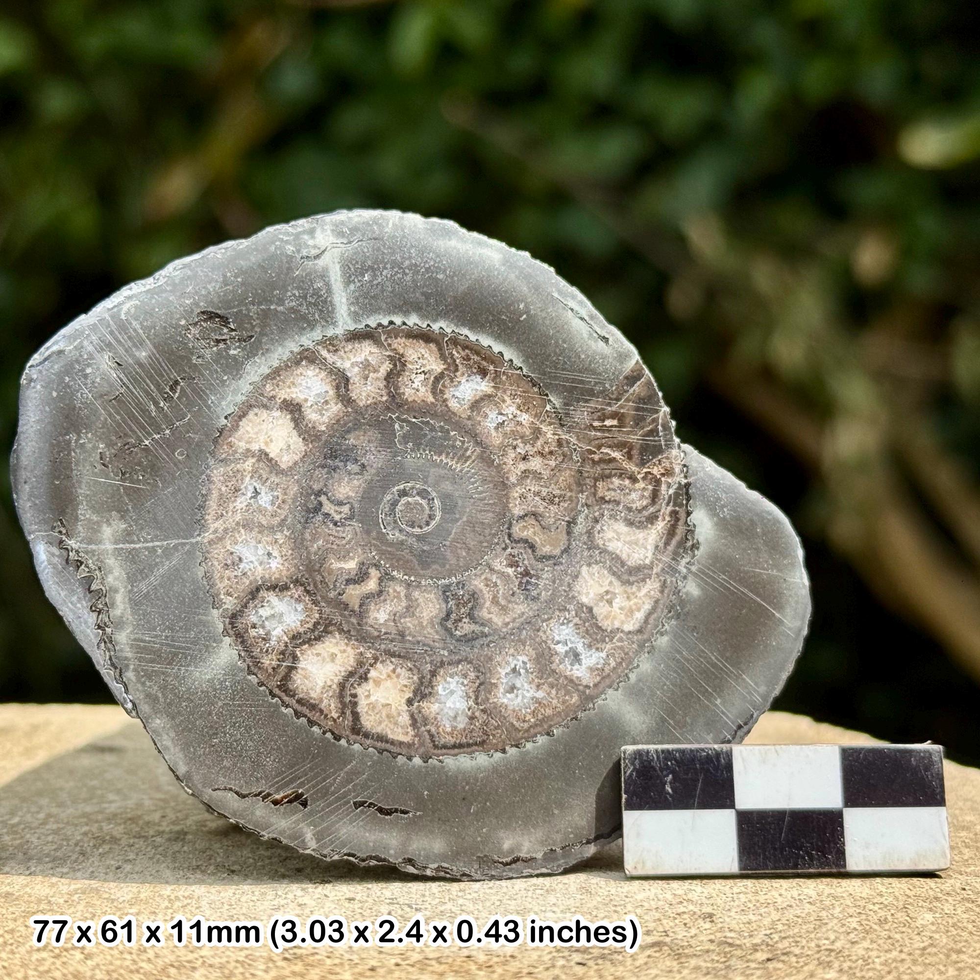 Dactylioceras - Etsy 日本