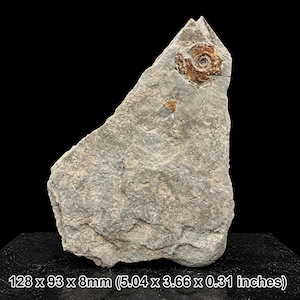 May include: A grey, irregularly shaped rock specimen featuring a prominent, spiral-patterned brown fossil embedded near the top. The rock measures 128 x 93 x 8 mm, which is equivalent to 5.04 x 3.66 x 0.31 inches, as indicated by the text at the bottom.