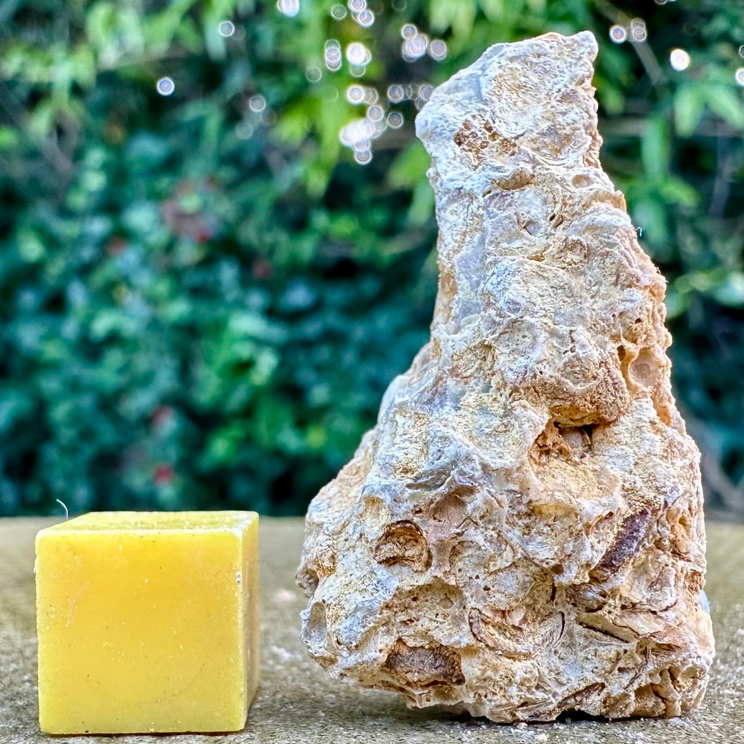 Jurassic Coral Fossil From Wiltshire UK Genuine Fossils for Etsy