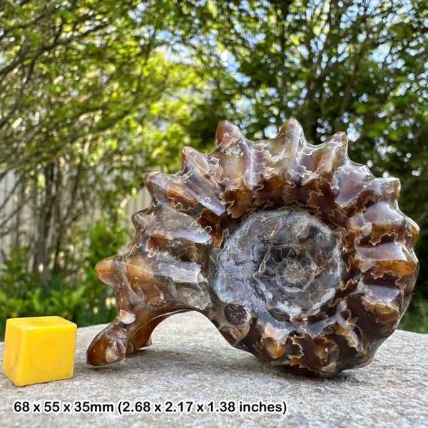 Duvilliceras cretaceous ammonite fossil (polished) from madagascar
