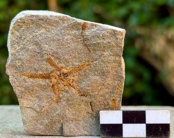 Estrellas frágiles fósiles (ophiura) – Ordovícico, valle del Draa, Marruecos, espécimen de placa de estrella de mar