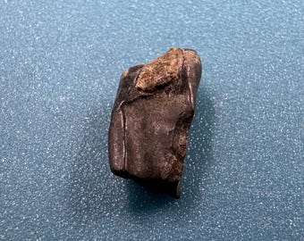 Edmontosaurus tooth fossil – genuine hadrosaur dinosaur tooth – cretaceous lance creek formation usa – with certificate