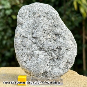 Jurassic crinoid star slab fossil on stand - charmouth, uk - authentic with coa
