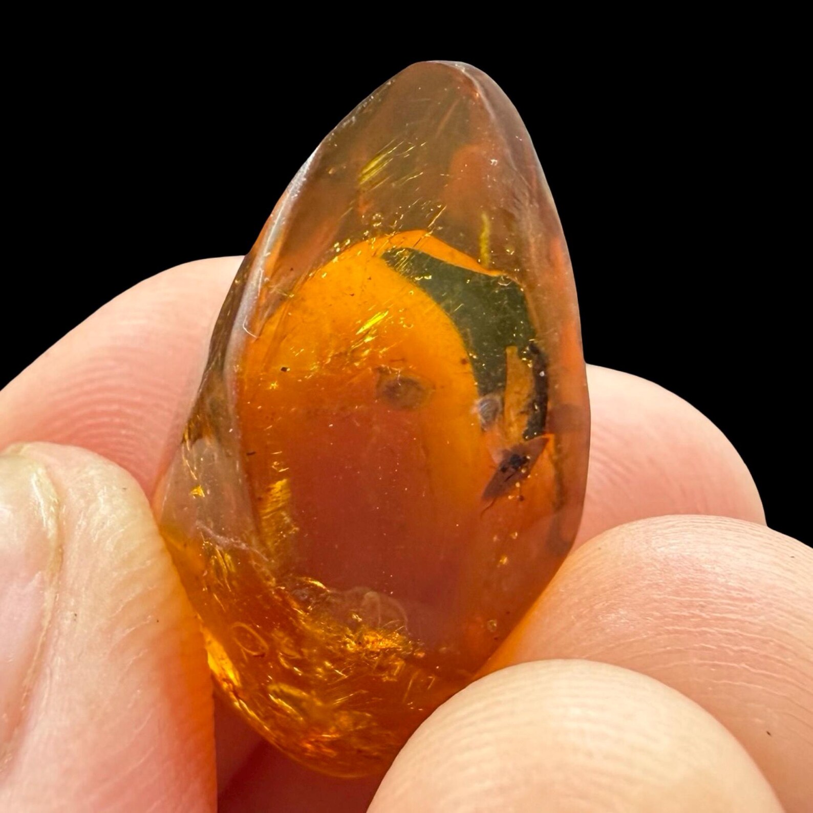 Rare Mexican Amber Fossil With Insects Miocene Chiapas Genuine Amber ...