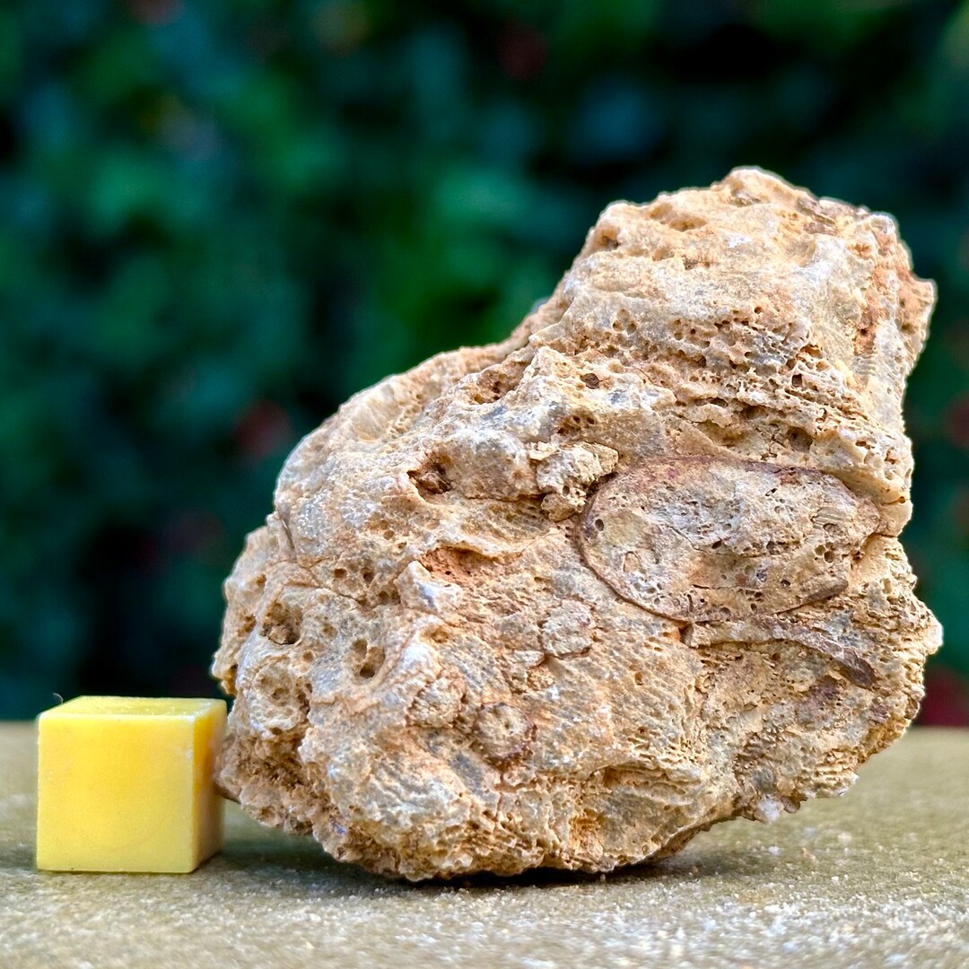 Jurassic Coral Fossil From Wiltshire UK Genuine Fossils for Etsy