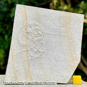 Authentic floating crinoid fossil - pterocoma pinnata | solnhofen formation, jurassic | coa included