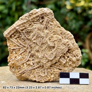 Crinoidi fossili di Ailsacrinus sp - oxfordiano, giurassico / luc-sur-mer, caen, calvados, normandia, francia / collezione alice purnell
