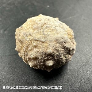 ウミユリの星茎化石 – ジュラ紀前期のウミユリ – シータウン