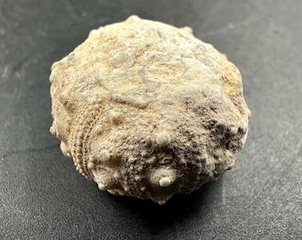 ウミユリ　化石　鑑定書付 希少なウミユリの星型スラブ - ジュラ紀のウミユリの化石（鑑定書付き