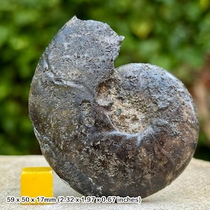 Beudanticeras Newtoni fossil ammonit med suturmönster Gaultlera Aptian krita Folkestone Kent Storbritannien