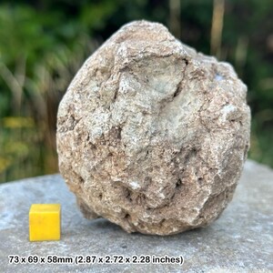 Coprolito de dinosaurio, excremento fósil, EE. UU., Jurásico, auténtico