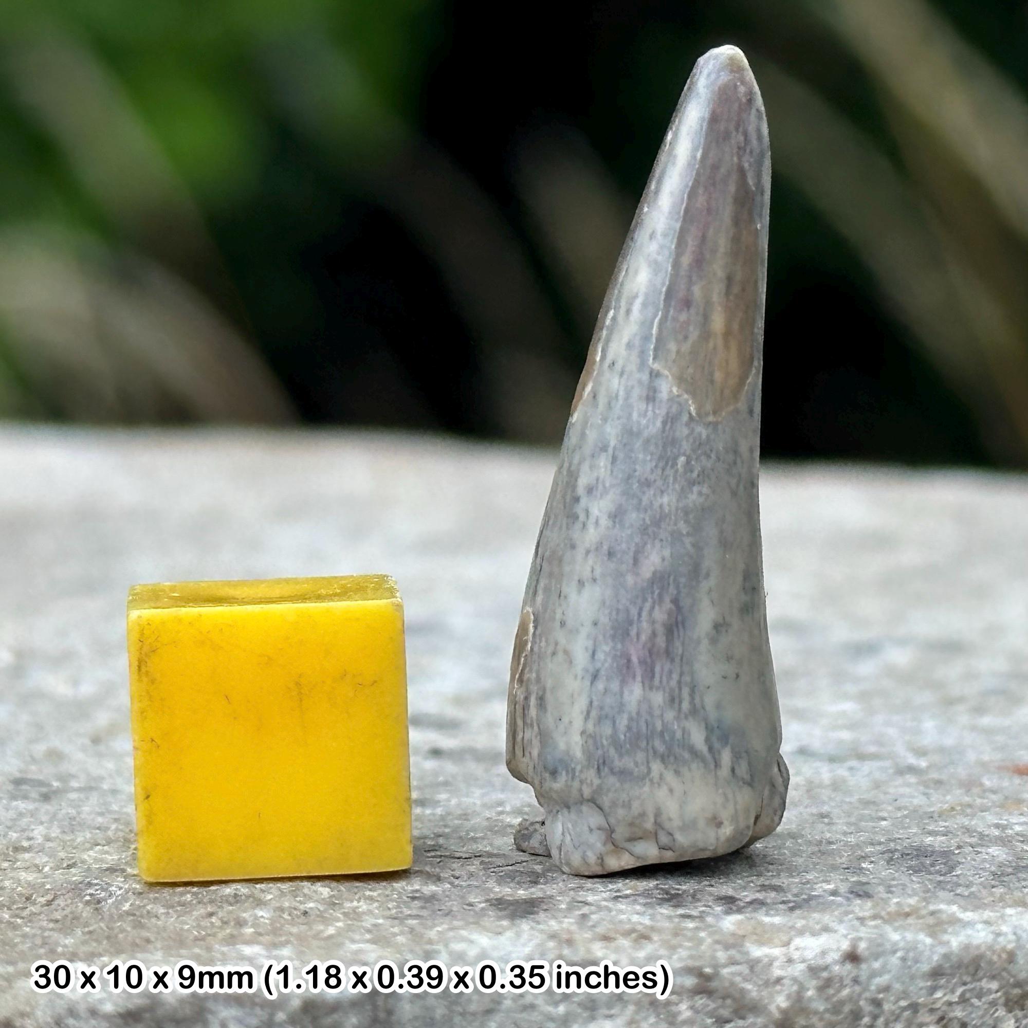 Sarcosuchus 'super croc' crocodile tooth fossil - cretaceous period, elrhaz formation - gadaoufa, tenere desert, niger