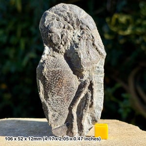 Seltene meyeria repati fossile Garnele - Unterkreidezeit - Unterum kreich, Sachsenhagen