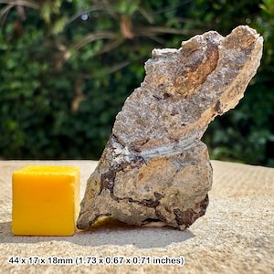 Rare fossil reptile bone - aust cliff uk - westbury formation - upper triassic - genuine specimen with coa