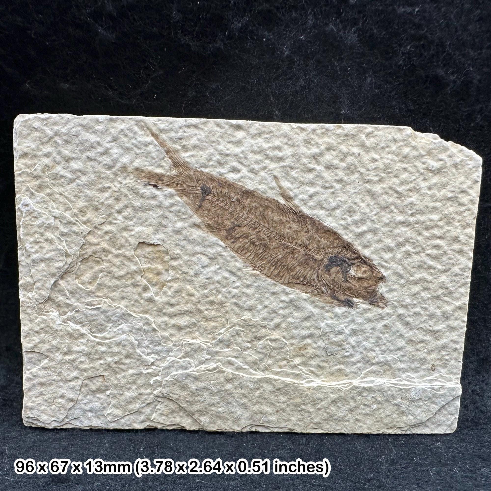 母岩中のナイティア・アルタ化石魚類 – 始新世、グリーンリバー層