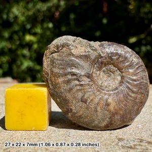 Fósil de amonita Scarburgiceras del Jurásico Oxfordiano Inferior (Warboys del Reino Unido con certificado)