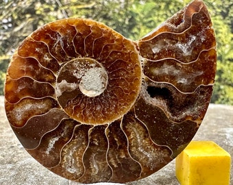 Prehistoric ammonite fossil window display, collectible half, authentic, certified