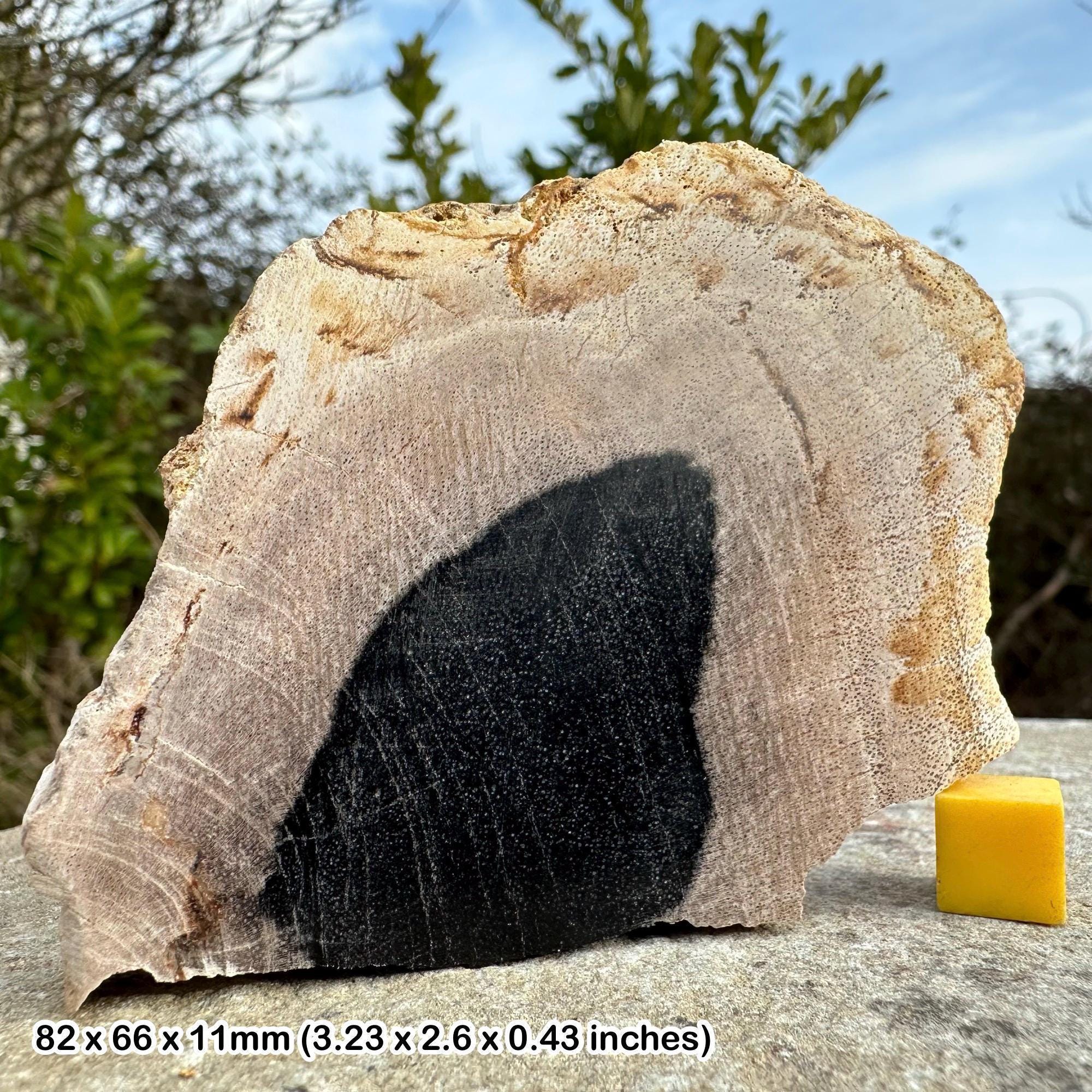 磨かれたヤシの木の化石化した木のスライス - インドネシア産中新世の