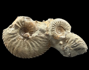 Rare amaltheus margaritatus ammonite cluster with crinoids jurassic eype uk coa upper pliensbachian genuine fossil display