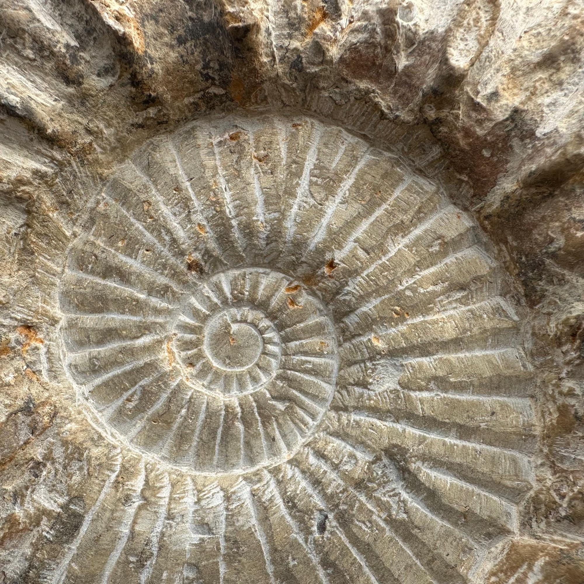 マンテリセラス アンモナイト化石 白亜紀 モロッコ 本物標本 COA 付き