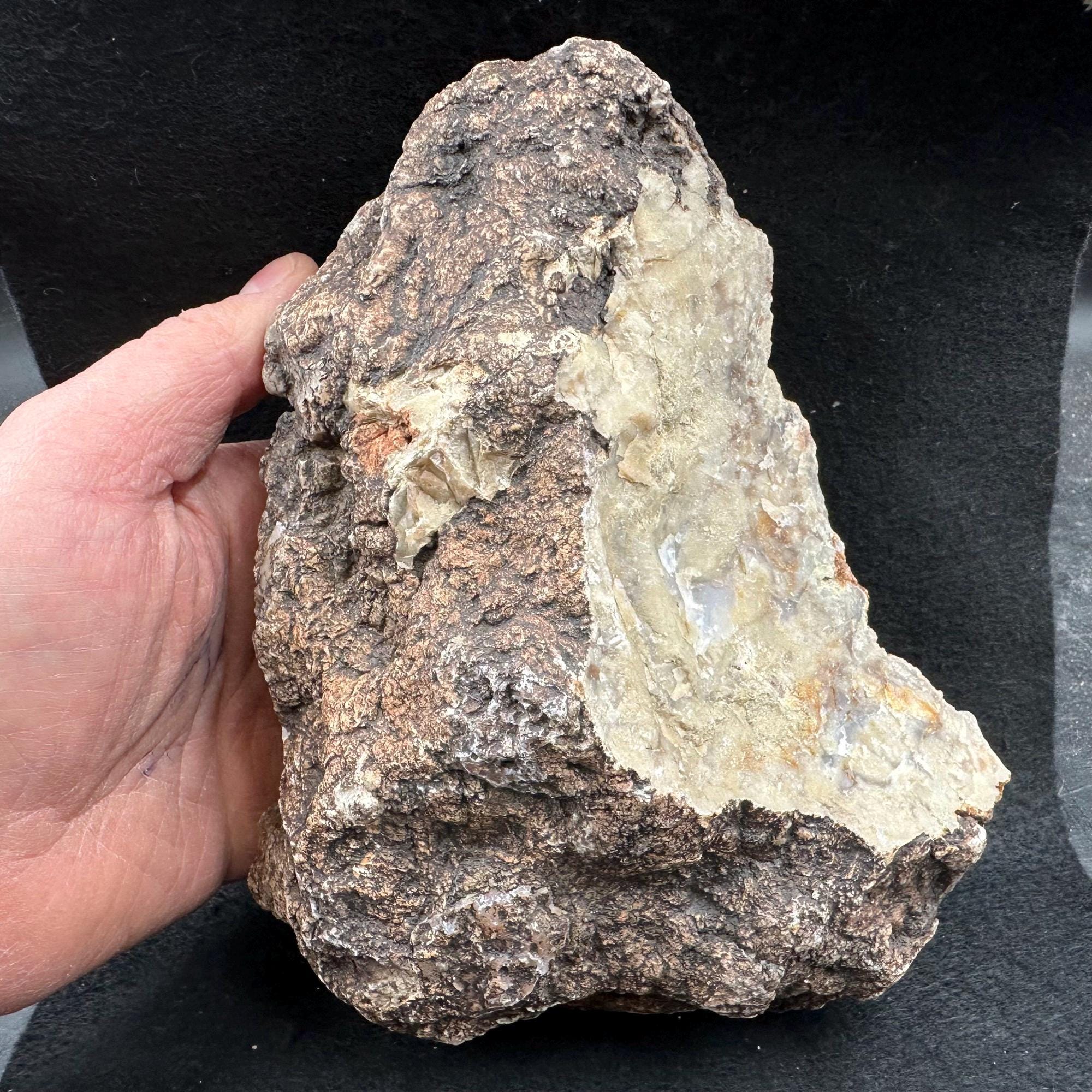 Dinosaur Coprolite Fossil 1.95kg Morrison Formation Jurassic Colorado ...