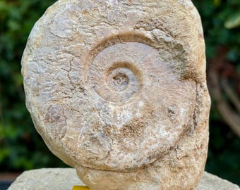 Ammonite fossile di Brasilia, Bajociano Giurassico, Dorset, Regno Unito, 10 cm, esemplare autentico di Horn Park con certificato di autenticità.