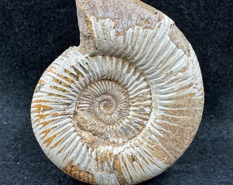 始新世の植物化石 – ブリティッシュコロンビア州、カナダ – 本物の葉の