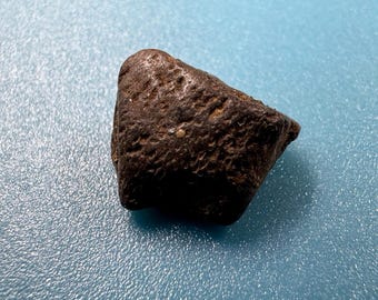 5.5インチ エドモントサウルス 化石 椎骨標本 ランスクリーク 白亜紀