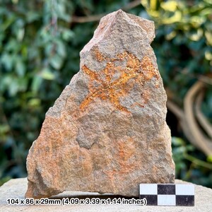 Estrellas frágiles fósiles (ophiura) - valle del Draa, Ordovícico, Marruecos - ejemplar auténtico con coa