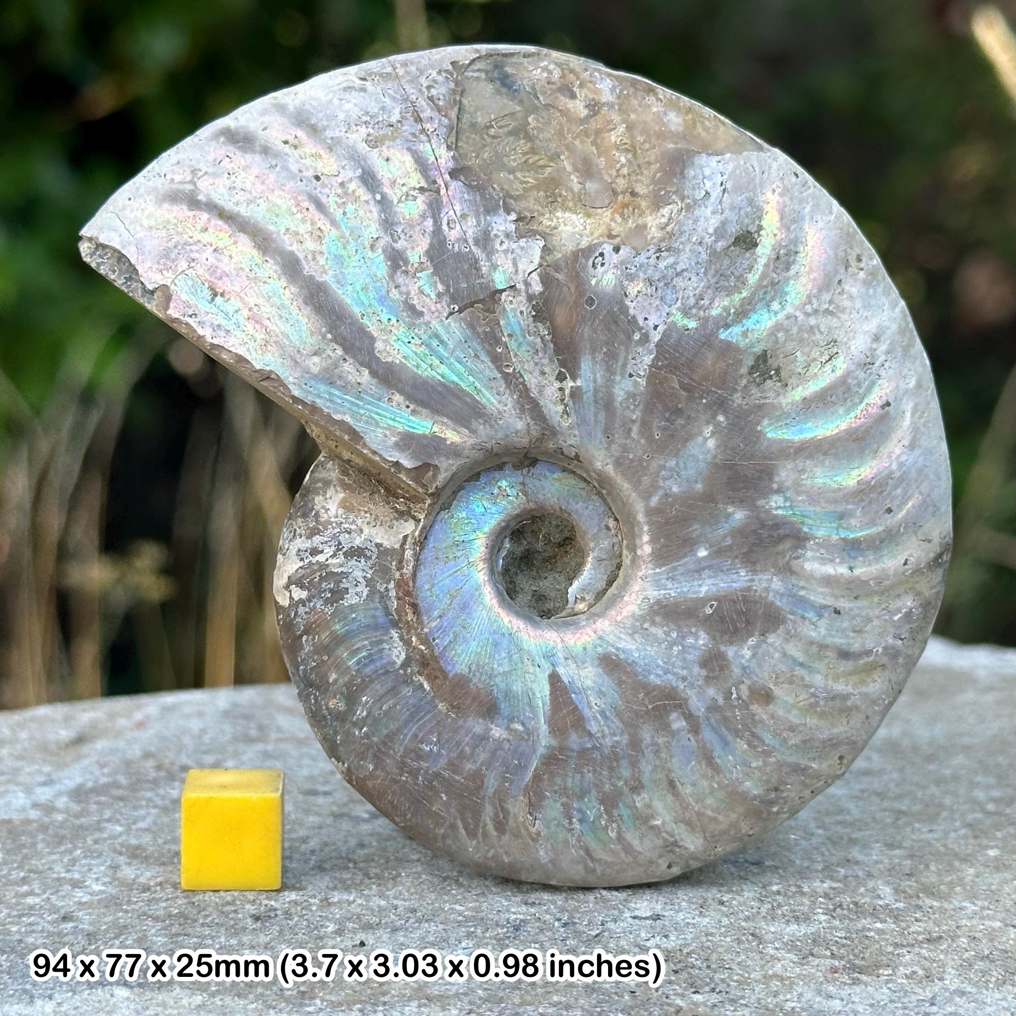 珍しいアンモナイト化石(約4.5kg アンモナイト化石、古代、白亜紀