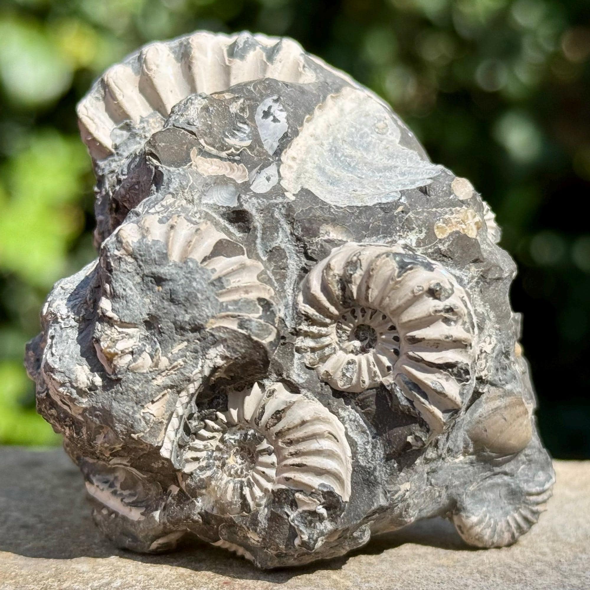 プレウロケラス・スピナタム アンモナイト群化石 – ジュラ紀、ドイツ