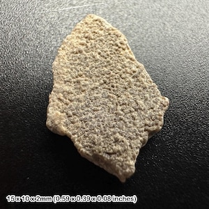 ラパレントサウルス恐竜の四肢骨化石、中期ジュラ紀、マダガスカル