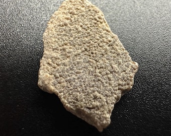 珍しい化石ラプトルの爪 [デルタドロメウス アギリス] 恐竜 白亜紀