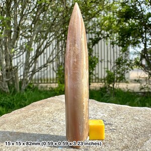 Fossilized belemnite cylindroteuthis, genuine uk jurassic specimen, certificated fossil